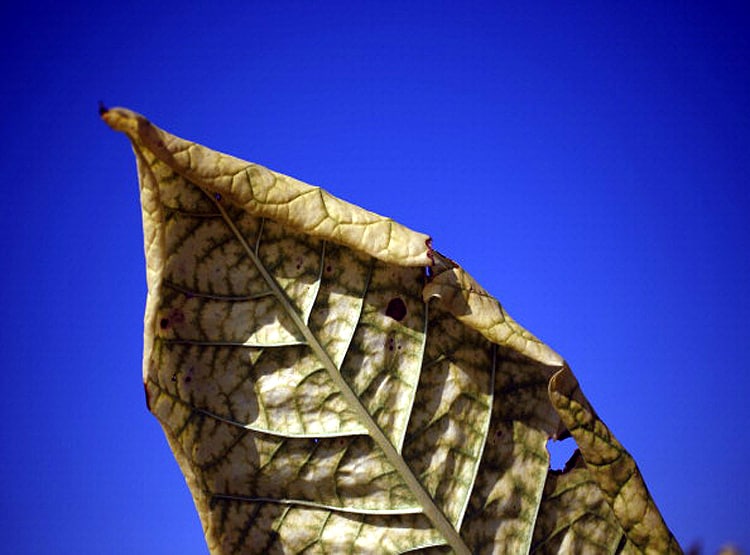 तंबाकू से बना ली कोरोना वैक्सीन? इंसानी परीक्षण की लगाई अर्जी....