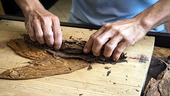 तंबाकू से बना ली कोरोना वैक्सीन? इंसानी परीक्षण की लगाई अर्जी....