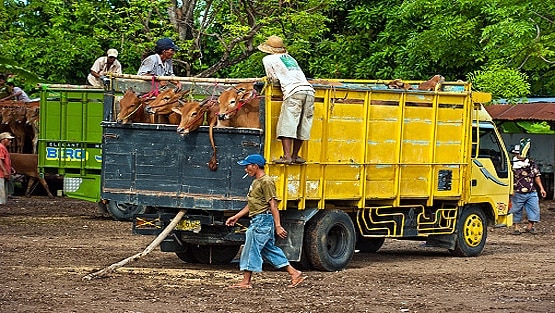 बच्चों की ऑनलाइन पढ़ाई चलती रहे इसलिए गाय बेचकर खरीदा स्मार्टफोन