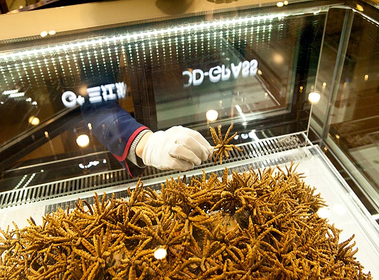 20 लाख रु. KG बिकता है ये कीड़ा, चीन की वजह से चौपट हुआ कारोबार