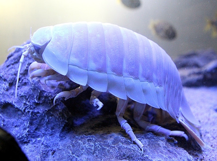 हिंद महासागर में मिला 14 पैर वाला कॉक्रोच, आकार देख हो जाएंगे हैरान