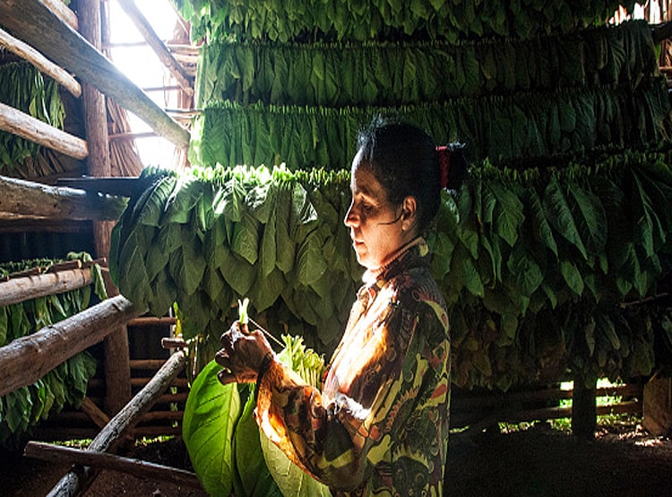 तंबाकू से बना ली कोरोना वैक्सीन? इंसानी परीक्षण की लगाई अर्जी....