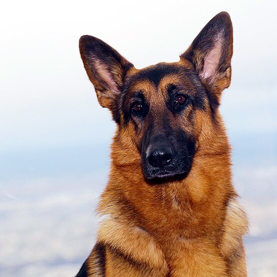 पहली बार कोरोना ने ली पालतू कुत्ते की जान, नहीं रहा 'Buddy'