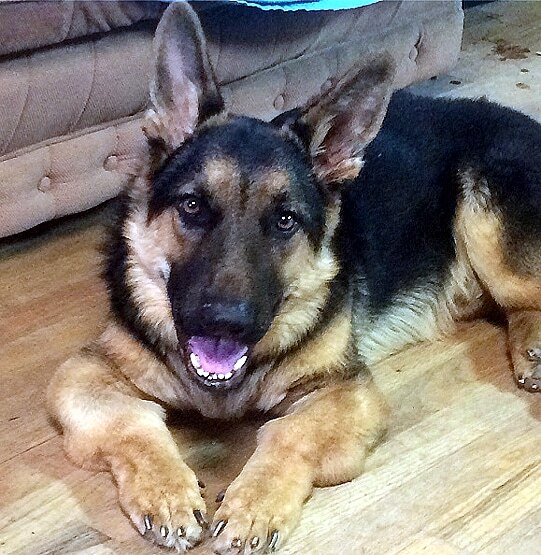 पहली बार कोरोना ने ली पालतू कुत्ते की जान, नहीं रहा 'Buddy'