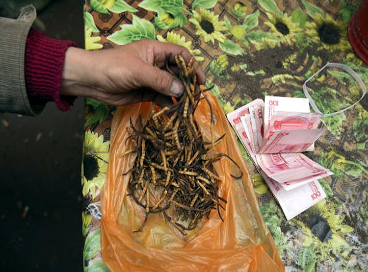 20 लाख रु. KG बिकता है ये कीड़ा, चीन की वजह से चौपट हुआ कारोबार