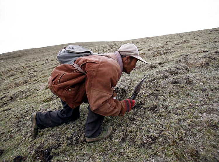 20 लाख रु. KG बिकता है ये कीड़ा, चीन की वजह से चौपट हुआ कारोबार