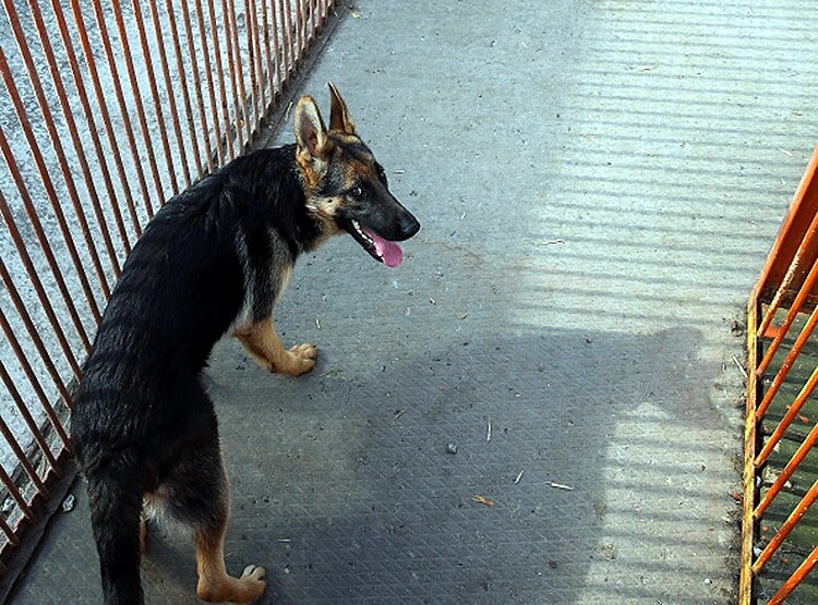 पहली बार कोरोना ने ली पालतू कुत्ते की जान, नहीं रहा 'Buddy'