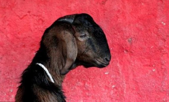 पौधे खाने पर बकरियां अरेस्ट, लगा 3 -3 हजार का जुर्माना