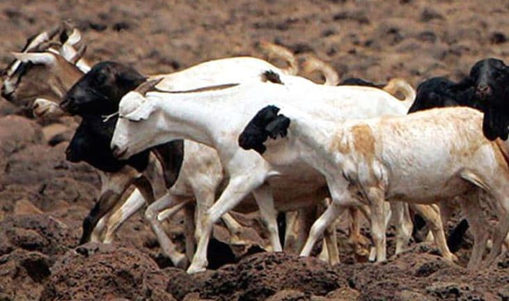 पौधे खाने पर बकरियां अरेस्ट, लगा 3 -3 हजार का जुर्माना