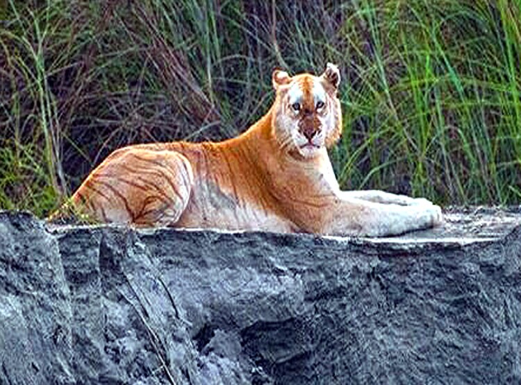 काजीरंगा में दिखा देश का इकलौता 'सुनहरा बाघ', देखिए तस्वीरें...