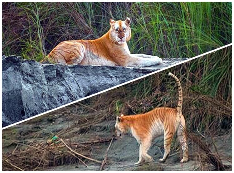 काजीरंगा में दिखा देश का इकलौता 'सुनहरा बाघ', देखिए तस्वीरें...