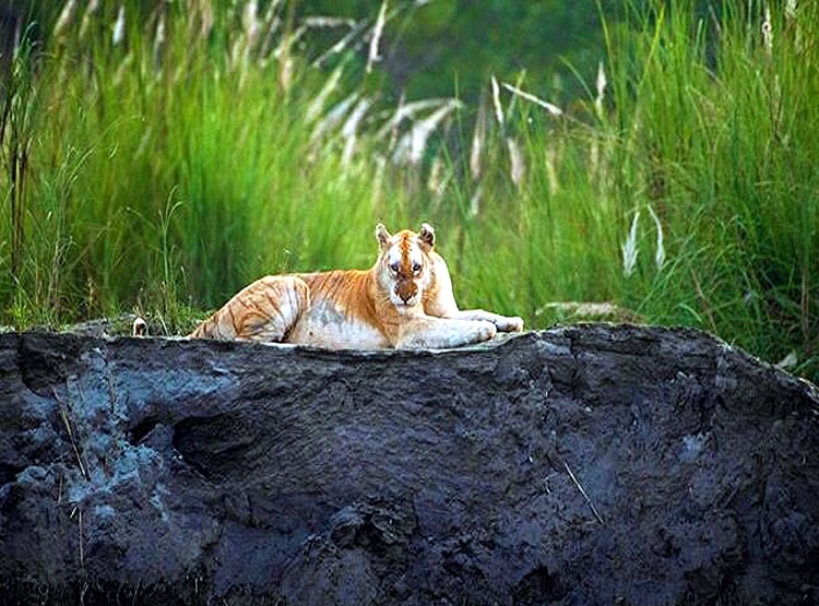 काजीरंगा में दिखा देश का इकलौता 'सुनहरा बाघ', देखिए तस्वीरें...