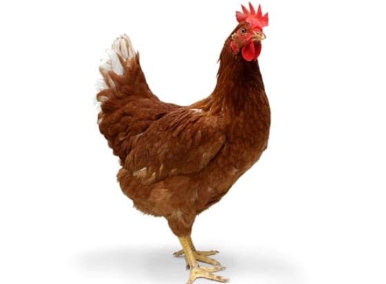 मुर्गी ने अंडे की जगह दिया चूजे को जन्म, देखकर हैरान रह गए लोग