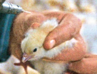 मुर्गी ने अंडे की जगह दिया चूजे को जन्म, देखकर हैरान रह गए लोग