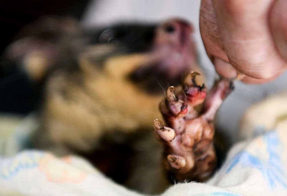 जंगलों में लगी ऐसी आग, 3 अरब जानवर और पक्षी जलकर खाक