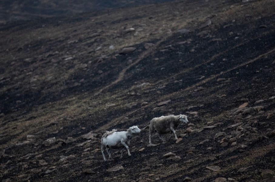 जंगलों में लगी ऐसी आग, 3 अरब जानवर और पक्षी जलकर खाक