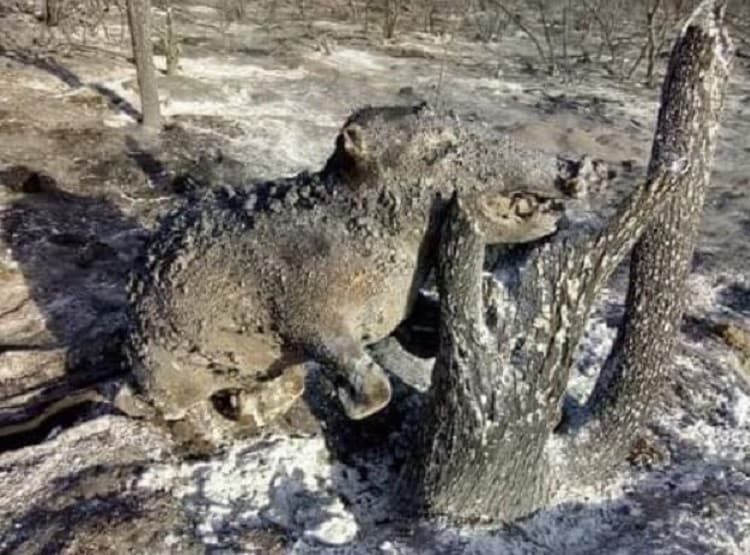 जंगलों में लगी ऐसी आग, 3 अरब जानवर और पक्षी जलकर खाक