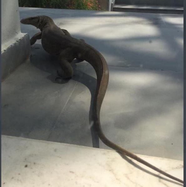 छिपकली को पकड़ कर जिंदा भूना, वीडियो वायरल होने पर गिरफ्तार