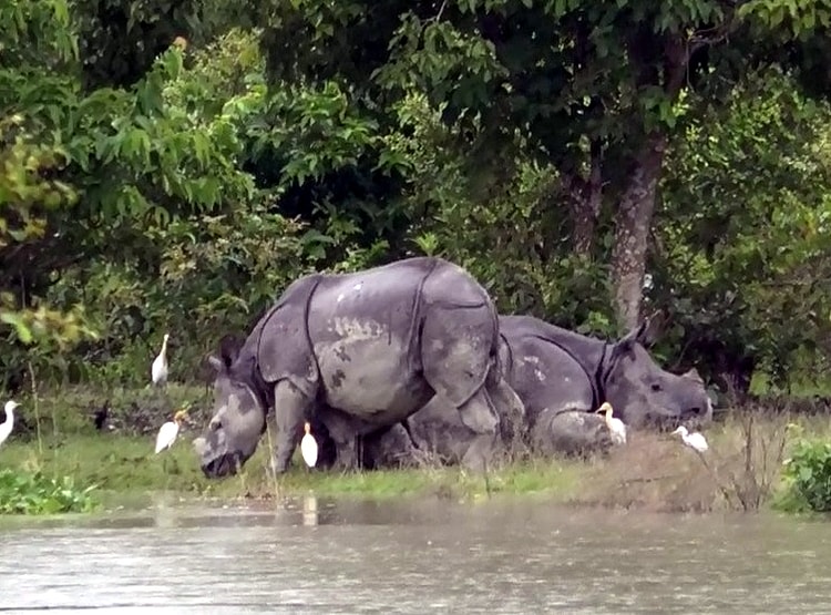 बाढ़ से तहस-नहस हुआ काजीरंगा पार्क, 47 जीवों की मौत, जंगल से भागे बाघ