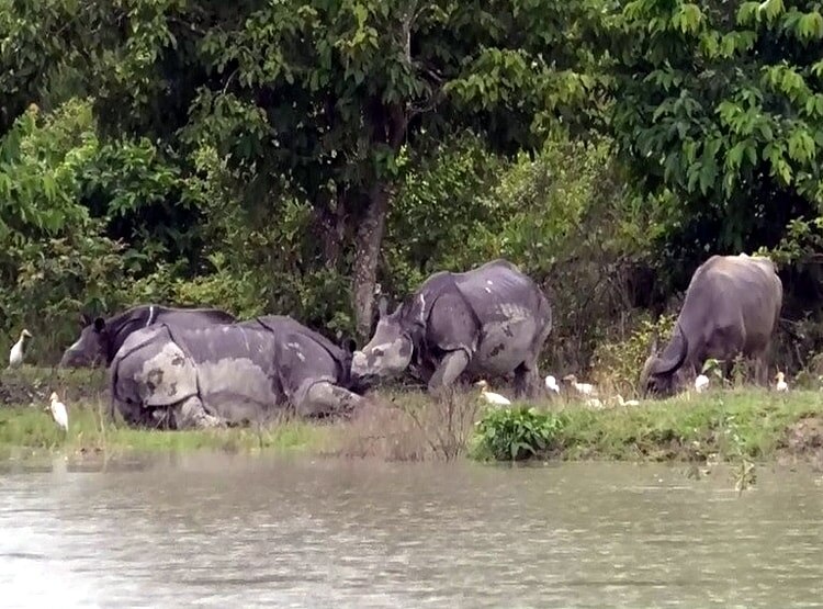बाढ़ से तहस-नहस हुआ काजीरंगा पार्क, 47 जीवों की मौत, जंगल से भागे बाघ
