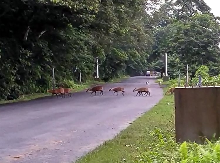 बाढ़ से तहस-नहस हुआ काजीरंगा पार्क, 47 जीवों की मौत, जंगल से भागे बाघ