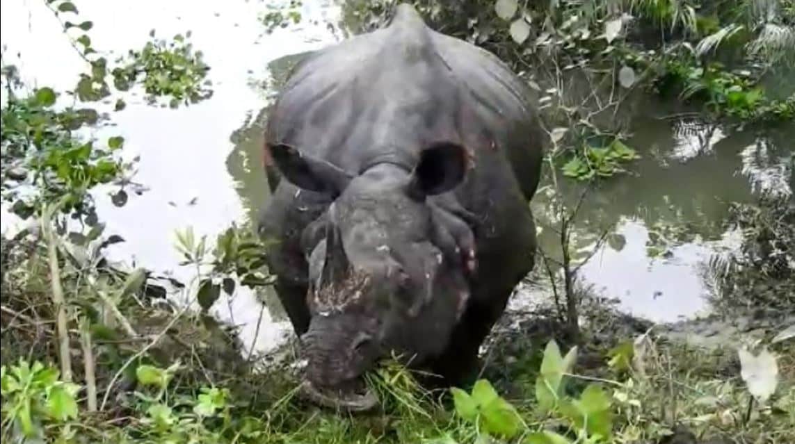 असम में बाढ़ और भूख ने ली 11 गैंडों की जान, काजीरंगा के कई जानवरों की मौत