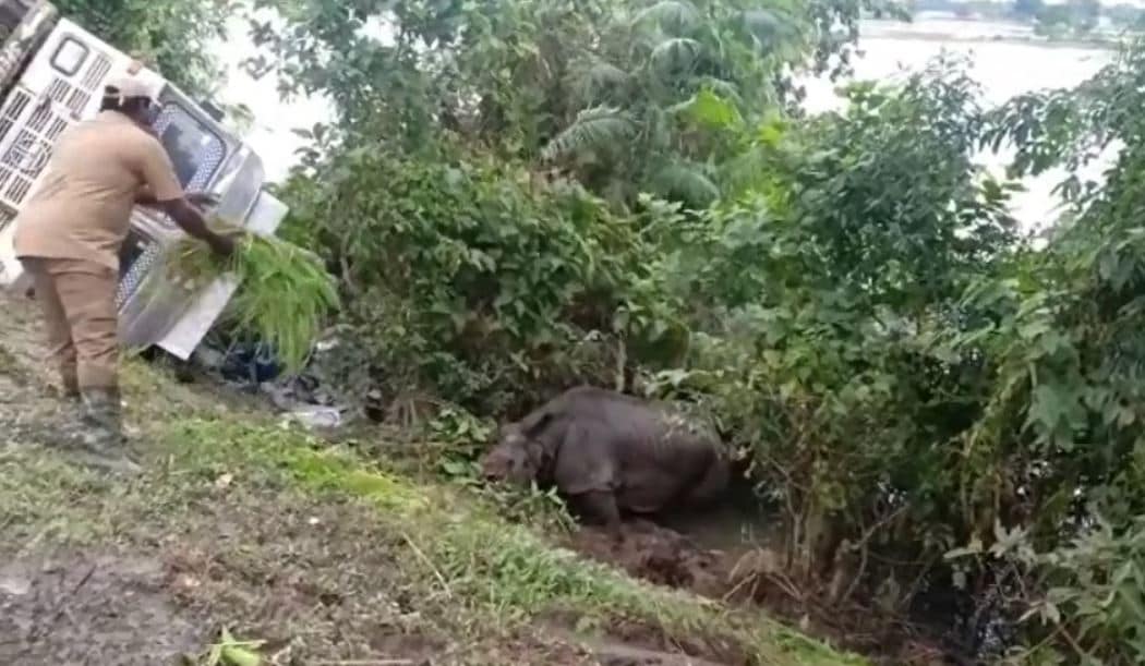 असम में बाढ़ और भूख ने ली 11 गैंडों की जान, काजीरंगा के कई जानवरों की मौत