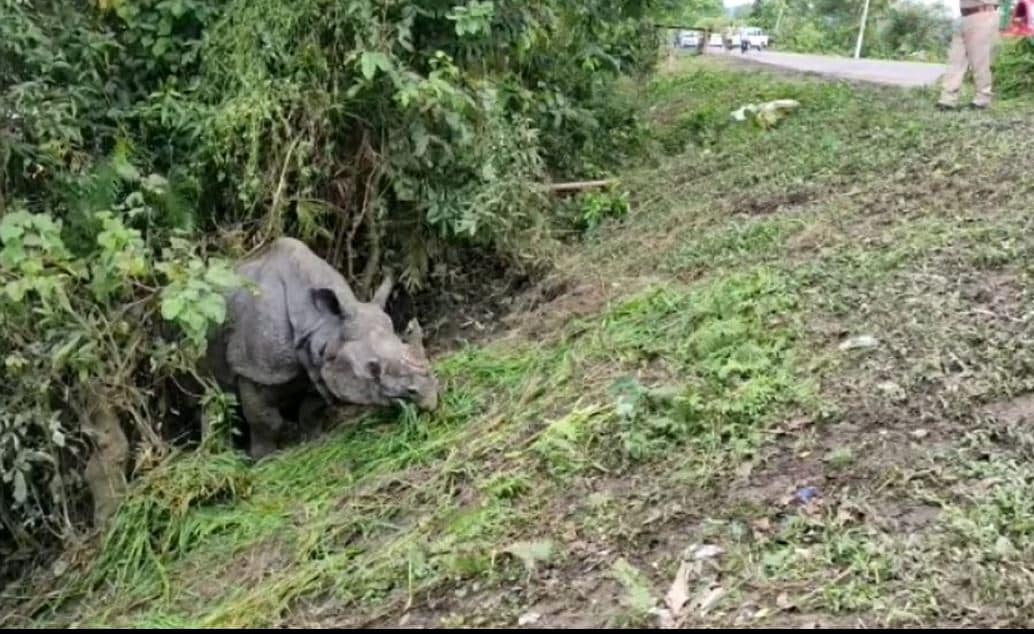 असम में बाढ़ और भूख ने ली 11 गैंडों की जान, काजीरंगा के कई जानवरों की मौत