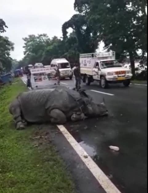 असम में बाढ़ और भूख ने ली 11 गैंडों की जान, काजीरंगा के कई जानवरों की मौत