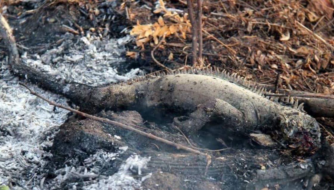 जंगलों में लगी ऐसी आग, 3 अरब जानवर और पक्षी जलकर खाक