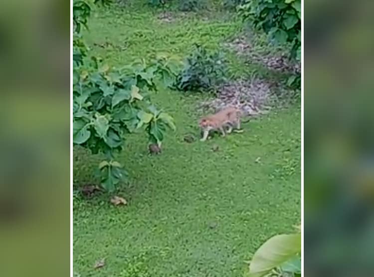 तेंदुए के खौफ से 2 घंटे पेड़ पर बैठा रहा युवक, पालतू कुत्ता बन गया शिकार