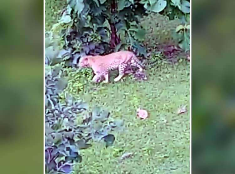 तेंदुए के खौफ से 2 घंटे पेड़ पर बैठा रहा युवक, पालतू कुत्ता बन गया शिकार