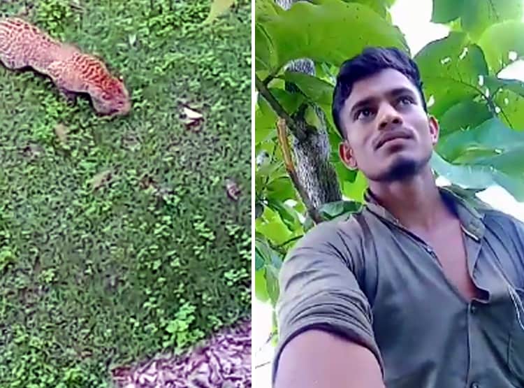 तेंदुए के खौफ से 2 घंटे पेड़ पर बैठा रहा युवक, पालतू कुत्ता बन गया शिकार