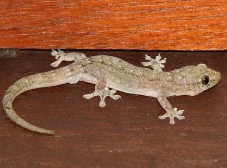 छिपकली को पकड़ कर जिंदा भूना, वीडियो वायरल होने पर गिरफ्तार