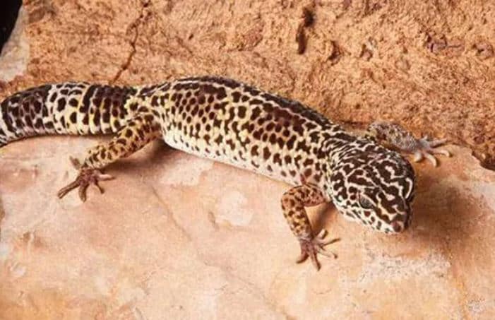 छिपकली को पकड़ कर जिंदा भूना, वीडियो वायरल होने पर गिरफ्तार