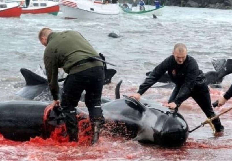 300 व्हेल मछलियों को मार डाला, समुद्र का पानी भी खून से हो गया लाल