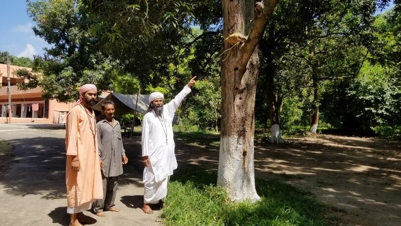 आम के पेड़ की डालियों से धुआं निकलने का दावा, 'चमत्कार' देखने उमड़े लोग