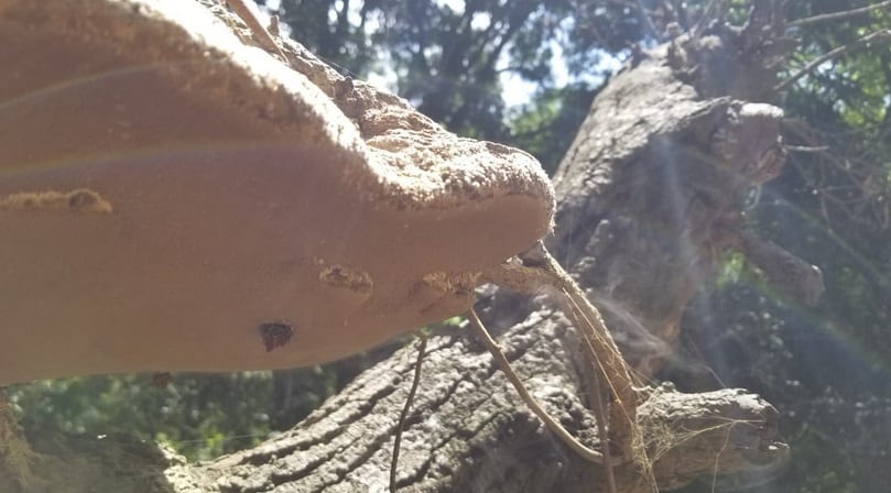 आम के पेड़ की डालियों से धुआं निकलने का दावा, 'चमत्कार' देखने उमड़े लोग