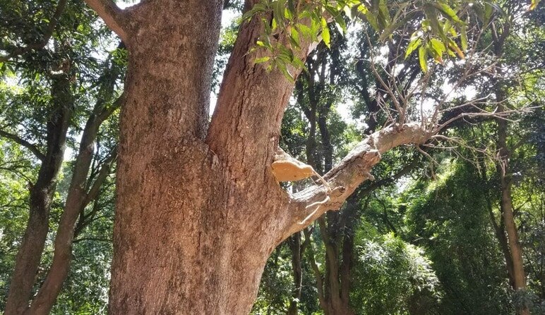 आम के पेड़ की डालियों से धुआं निकलने का दावा, 'चमत्कार' देखने उमड़े लोग