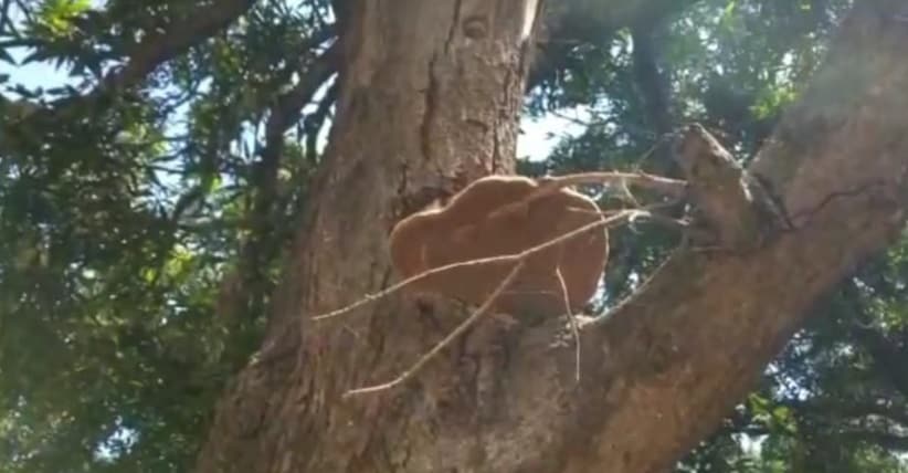 आम के पेड़ की डालियों से धुआं निकलने का दावा, 'चमत्कार' देखने उमड़े लोग