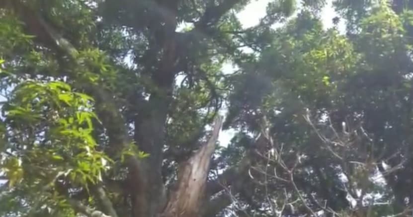 आम के पेड़ की डालियों से धुआं निकलने का दावा, 'चमत्कार' देखने उमड़े लोग