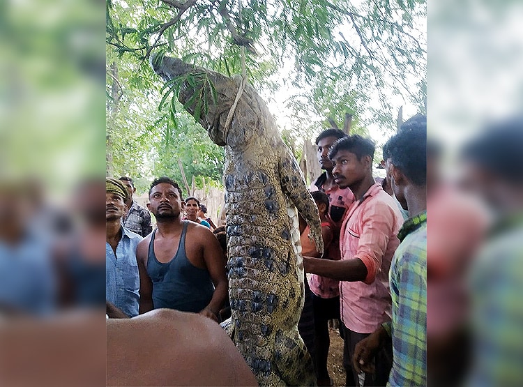 ओडिशा: 10 फीट के मगरमच्छ को मारकर खा गए लोग, गांव में बांटे टुकड़े