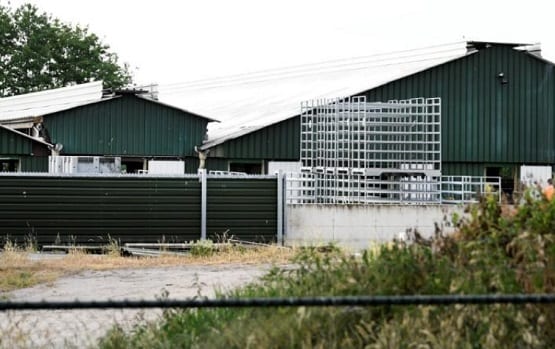 कोरोना महामारी: 93,000 जानवरों को क्यों मारने जा रहा है स्पेन