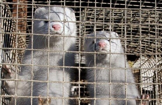 कोरोना महामारी: 93,000 जानवरों को क्यों मारने जा रहा है स्पेन