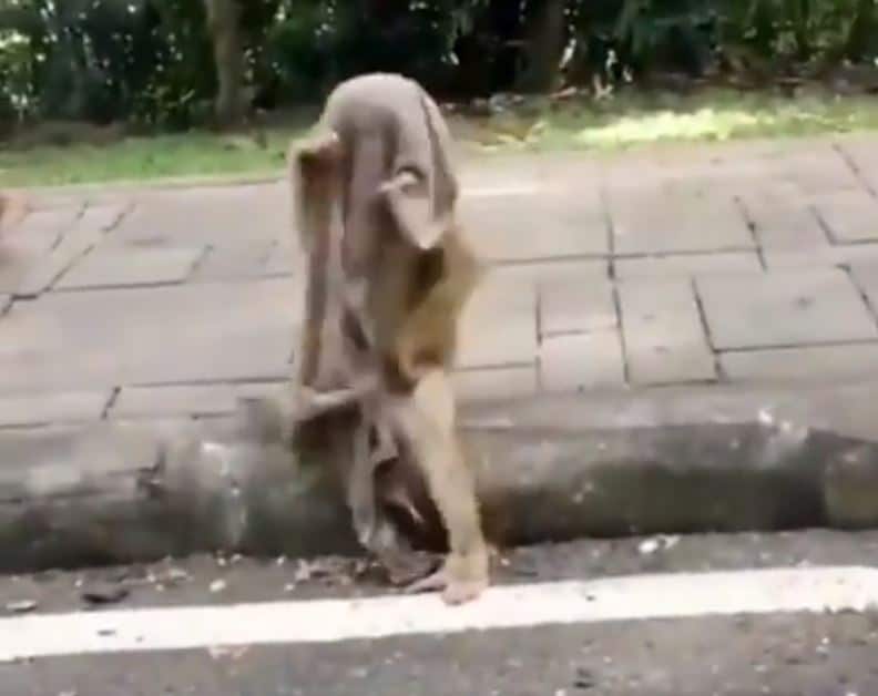 बंदर ने कुछ इस तरह किया अपना फेस कवर, वायरल हो रहा वीडियो