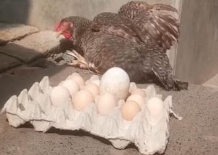 मुर्गी ने अंडे की जगह दिया चूजे को जन्म, देखकर हैरान रह गए लोग