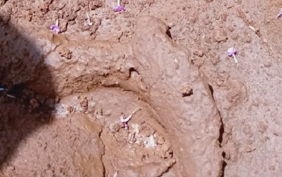 खुदाई में खजाने से भरा मिला घड़ा, भूत के डर से लोगों ने जमीन में गाड़ा