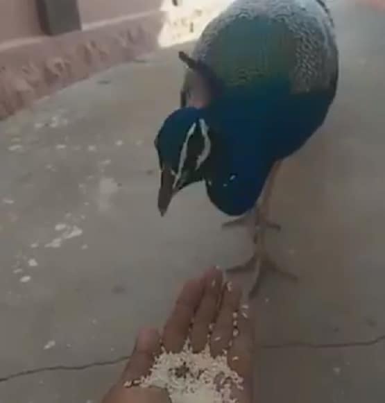 पास बुलाया तो हथेली में रखे चावल बीनकर खाने लगा मोर, वीडियो वायरल