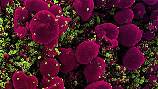 Interleukin 7: प्रोटीन वाली इस दवा से कोरोना मरीजों को फायदा