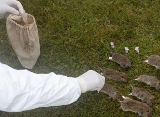 ब्यूबॉनिक प्लेग: 24 घंटे में ले सकती है जान, चीन में नई महामारी की चेतावनी जारी